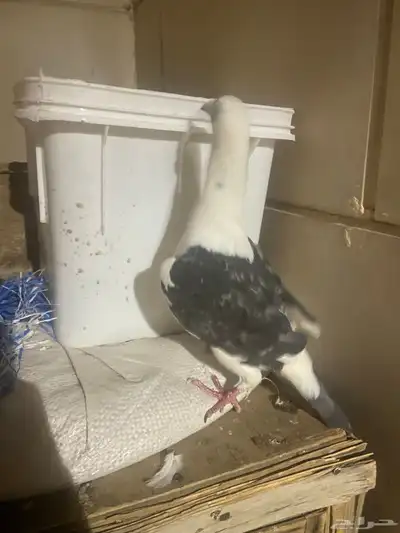 حمام زاجل 0