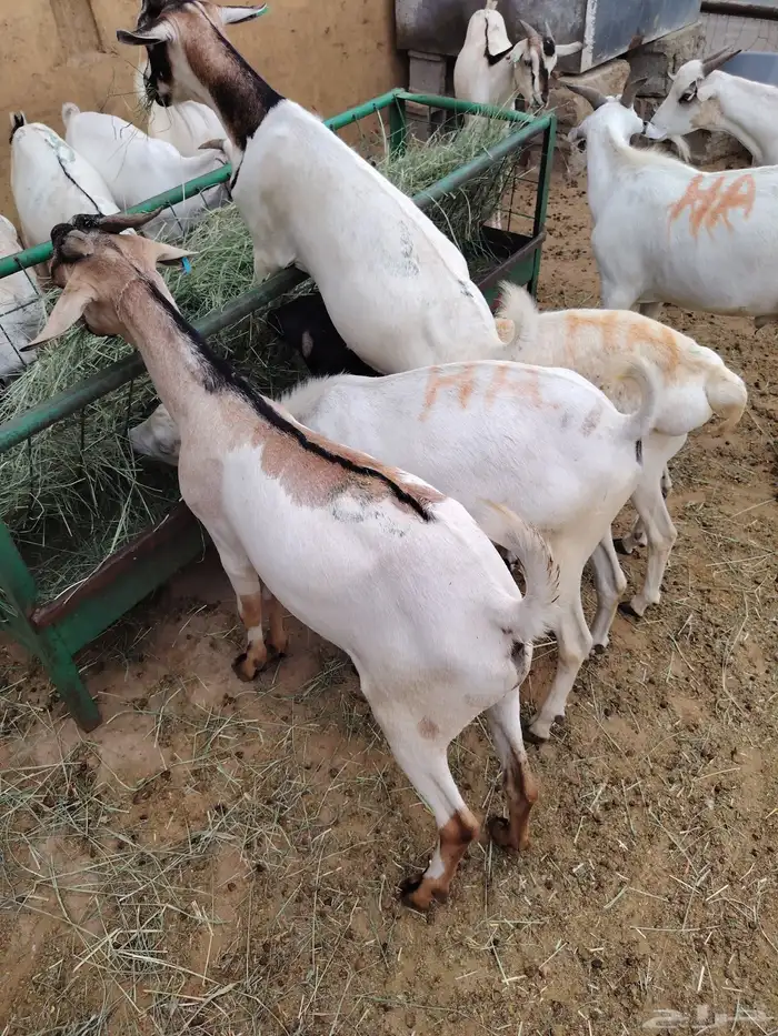 جمله وتفريد غنم برابر وتيوس تربية 4