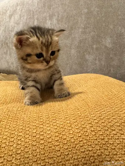 قطط كيتن سكوتش ستريت وفولد للبيع 3
