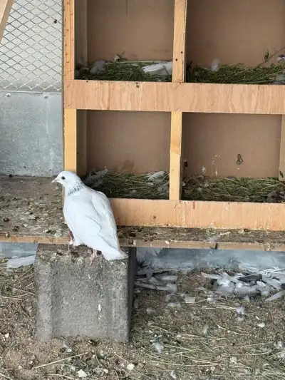 حمام 6