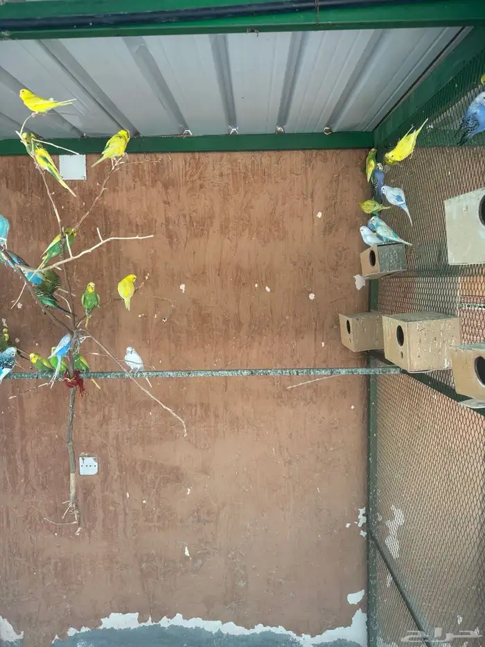 طيور بادجي منتجة 2