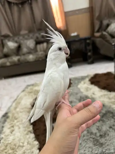 كروان البينو اليف جدا هدد نشبه حنونه جدا 10