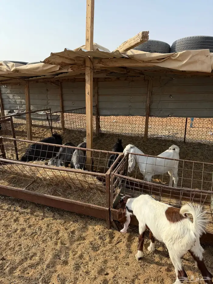 ذبايح تيوس شحم 0