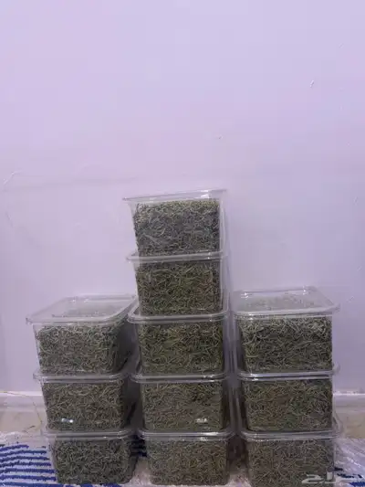 نعناع حبق 0