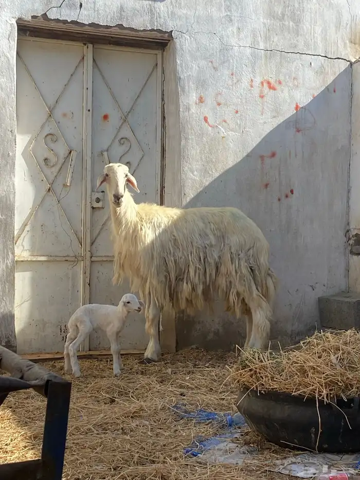 رخال صنف رباع معها رخال و نافر 2