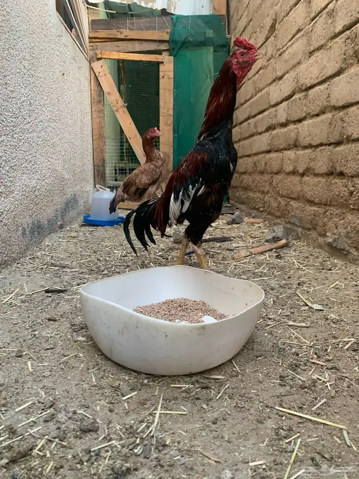 ديك باكستاني ميوالي 1