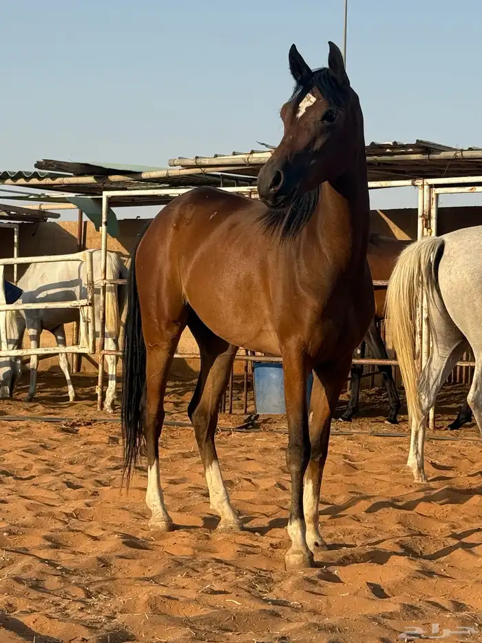 مهره 0