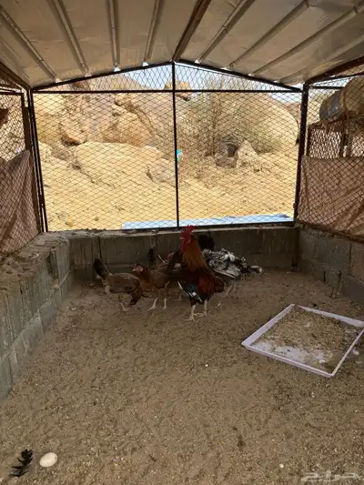 دجاج عربي افرق 7