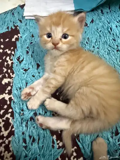 قطط للبيع 3