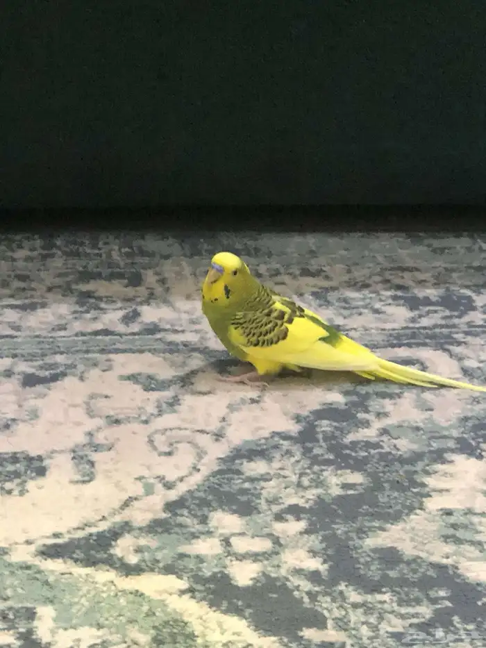 ببغاء البادجي 0