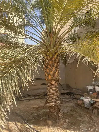 نخلتين للبيع 0