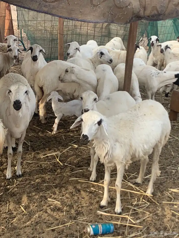 للبيع رخال رفيديات مواليد ودفيع 5