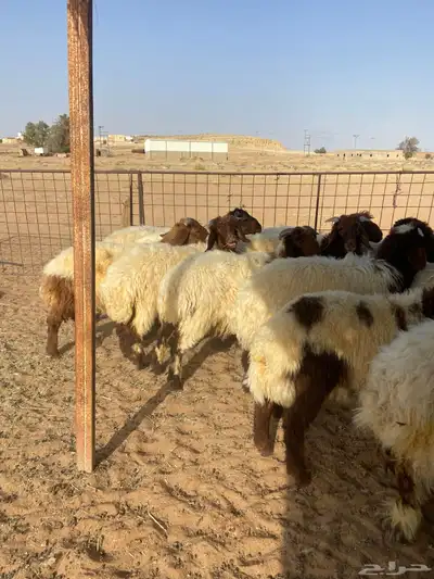 خرفان نعيم 3