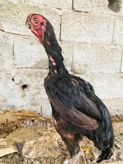 دجاج هندي اذناب 0