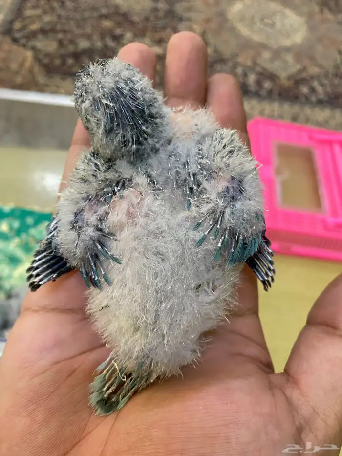 فروخ ببغاء كويكر ( تم البيع ) 10