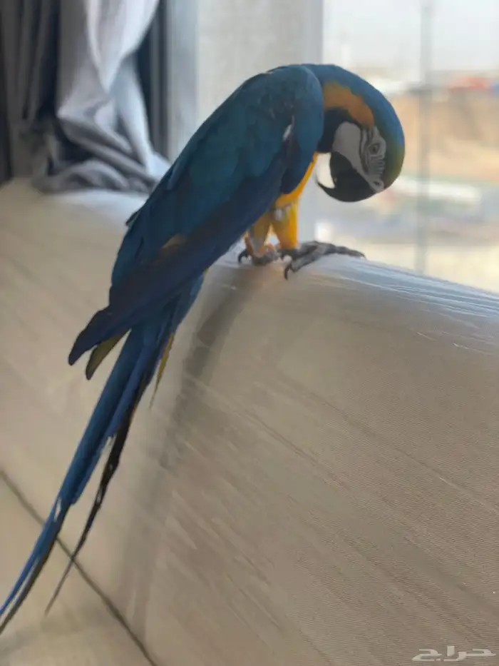 مكاو بلو اند قولد اليف ومتكلم ( تم البيع ) 8