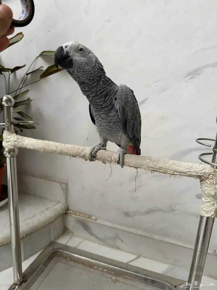 فرخ كاسكو دبل سوبر ( تم البيع ) 3