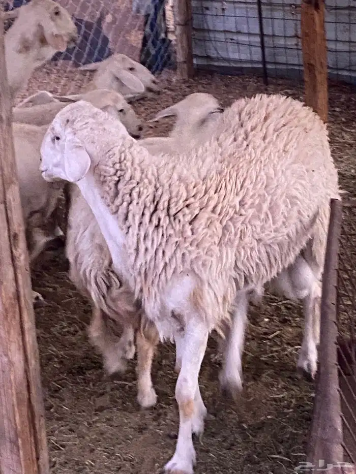سواكنيه معها 2  فحل وجذع مشروط 3