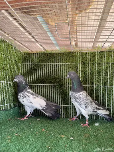 زوج فيروز بوري 3
