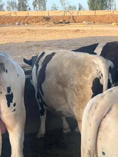 عجول هولندي اوزان فوق 300 2