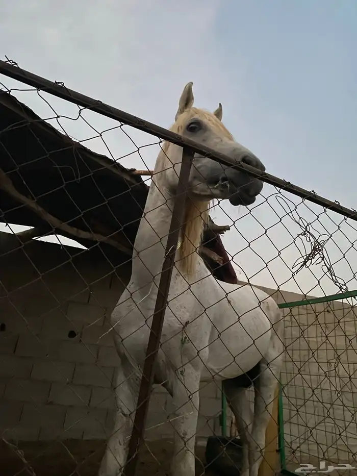 خيل شعبي 2