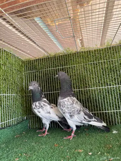 زوج فيروز بوري 7