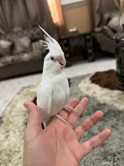 كروان البينو اليف جدا هدد نشبه حنونه جدا 9