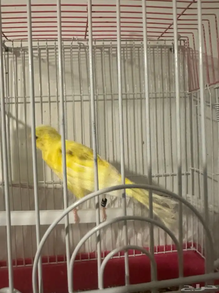 ذكر كناري سوري مغرد 4