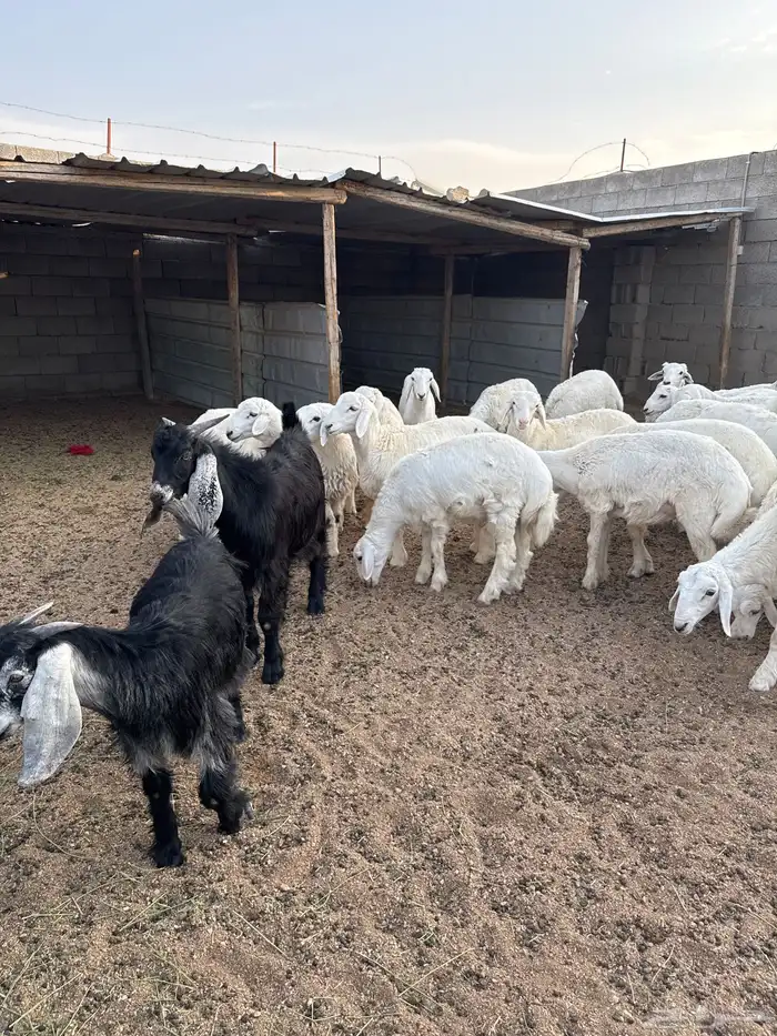 لطيان وتيوس للبيع ذبايح جمله وتفريد 3