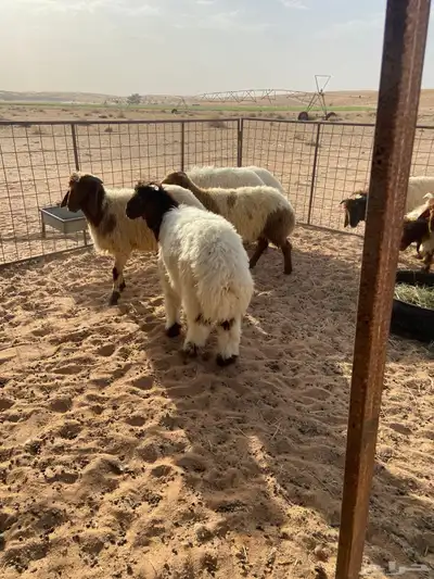 خرفان نعيم 6
