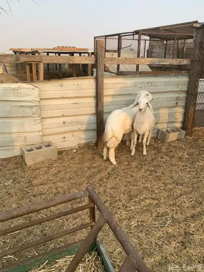 خروف ورخل حريه طيبات بالحيل 1