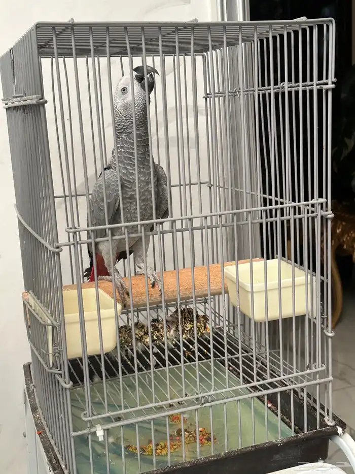 فرخ كاسكو دبل سوبر ( تم البيع ) 10