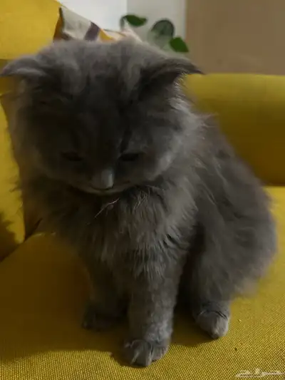 قطو للبيع 1