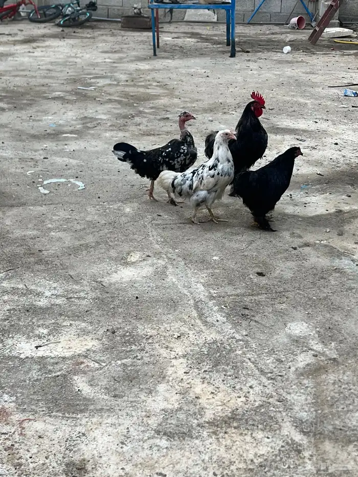 دجاج للبيع 2