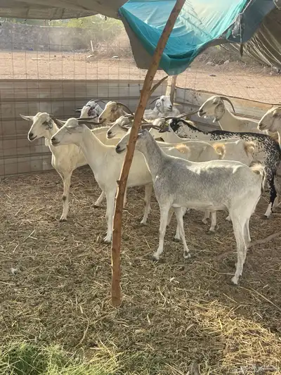 تم البيع 3