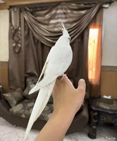 كروان البينو اليف جدا هدد نشبه حنونه جدا 8