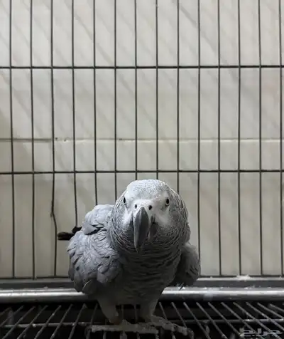 جوز كاسكو للبيع 6