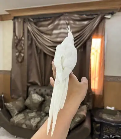 كروان البينو اليف جدا هدد نشبه حنونه جدا 4