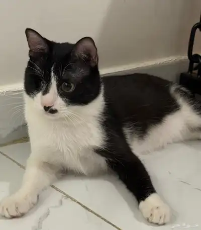 Cat for adoption 0