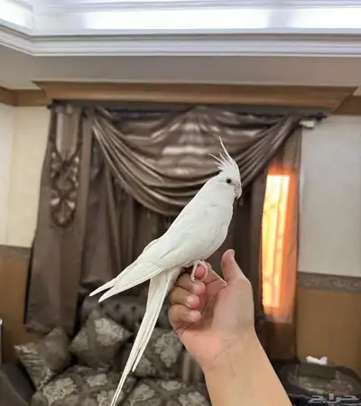 كروان البينو اليف جدا هدد نشبه حنونه جدا 2