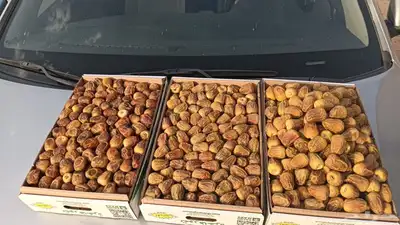 مفتل ملكي ومفتل رقم 1 ورطب 0