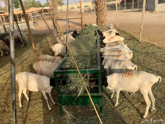 نعيمي ارني وبرابر وتيوس جمله وتفريد 3