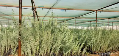 شتلات كميات واطوال ممتازة للمشاريع والافراد 2