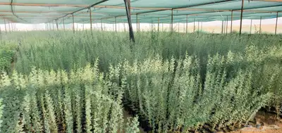 شتلات كميات واطوال ممتازة للمشاريع والافراد 1