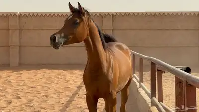 مهره واهو 1