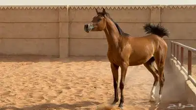 مهره واهو 0