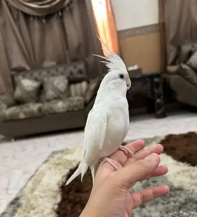 كروان البينو اليف جدا هدد نشبه حنونه جدا 11