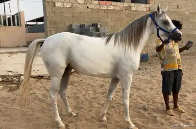 مهرة عمرها سنتين 0