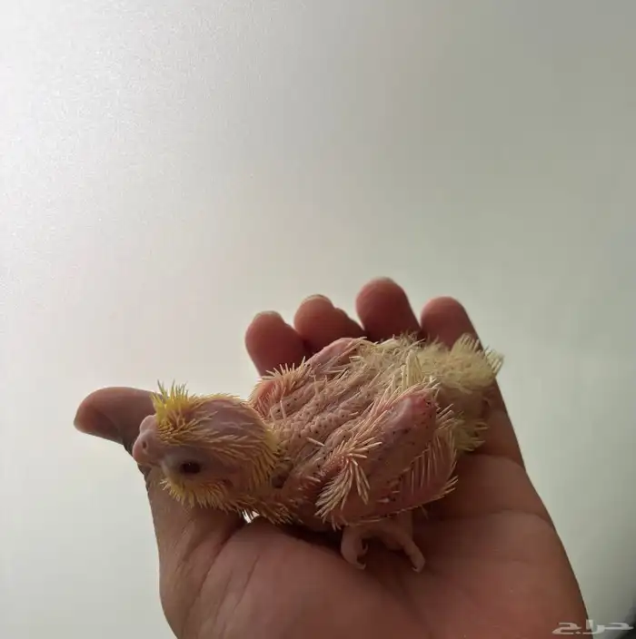 عرض خاص لاتينوو تم البيع 0