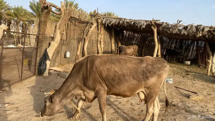 بقرة مسوح لقحه في شهرها السابع ونحلبها لين تلد ونفسها زينه 1